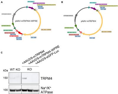 AAV9-Mediated Overexpression of TRPM4 Increases the Incidence of Stress-Induced Ventricular Arrhythmias in Mice